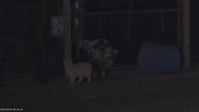 Night Vision Camera Infrared | 1080P HD | 5x Zoom | Night Vision